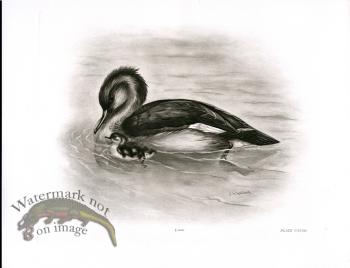 Bird 22  RED BREASTED MERGANSER